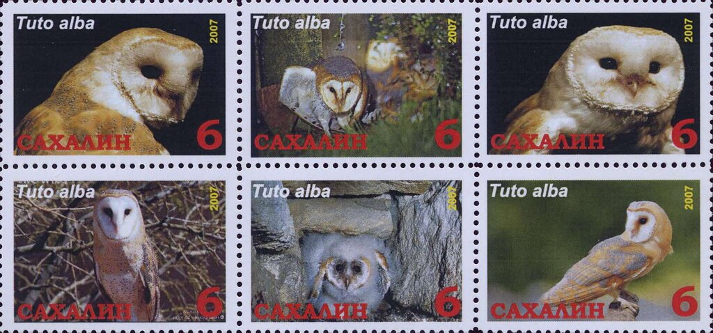 Tuto alba