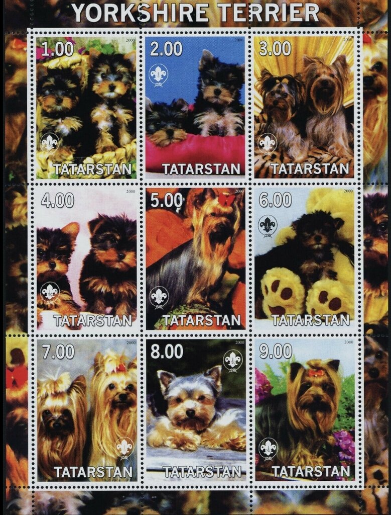 Yorkshire Terrier