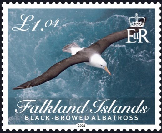 Black-Browed Albatross (Thalassarche melanophris)