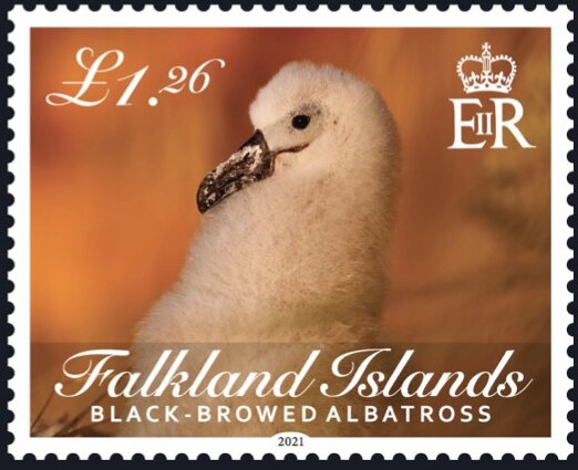 Black-Browed Albatross (Thalassarche melanophris)