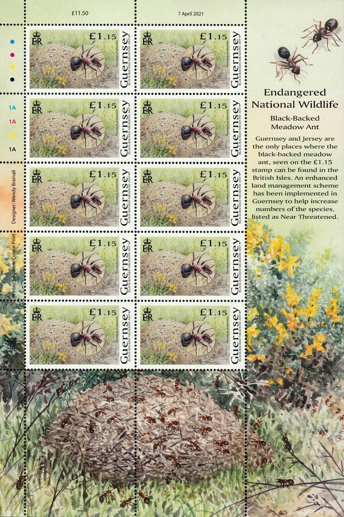 Black-Backed Meadow Ant (Formica pratensis)