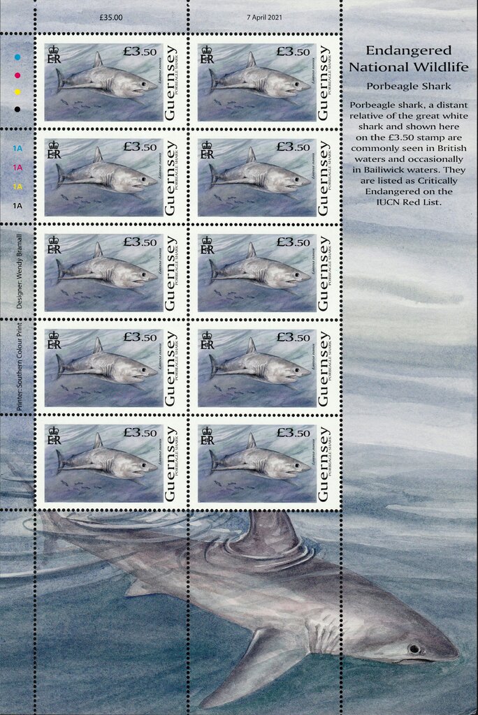 Porbeagle Shark (Lamna nasus)