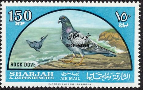 Rock Dove (Columba livia)