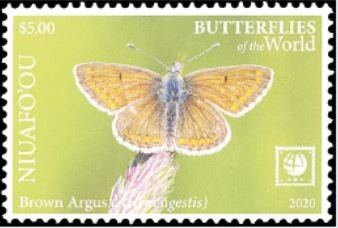 Brown Argus (Aricia agestis)