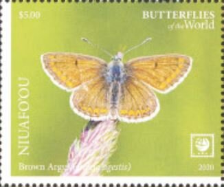 Brown Argus (Aricia agestis)