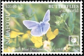 Chalkhill Blue (Polyommatus coridon)