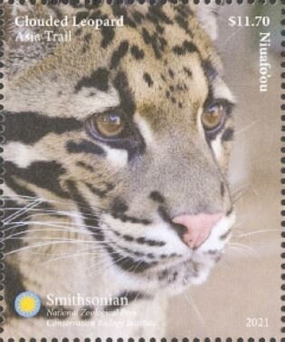 Clouded Leopard (Neofelis nebulosa)