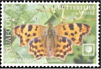Comma (Polygonia c-album)