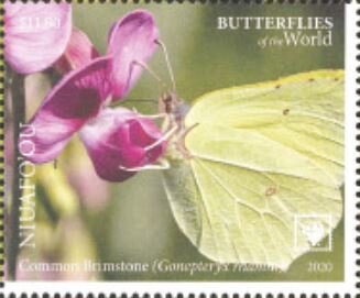 Common Brimstone (Gonepteryx rhamni)