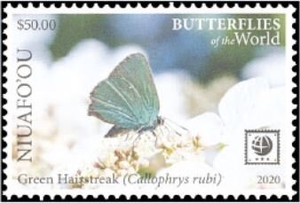 Green Hairstreak (Callophrys rubi)