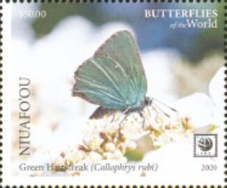 Green Hairstreak (Callophrys rubi)