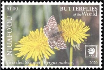 Grizzled Skipper (Pyrgus malvae)