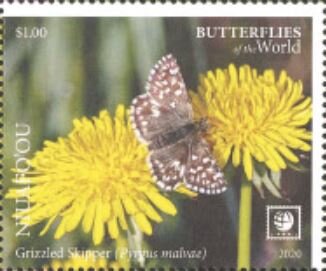 Grizzled Skipper (Pyrgus malvae)