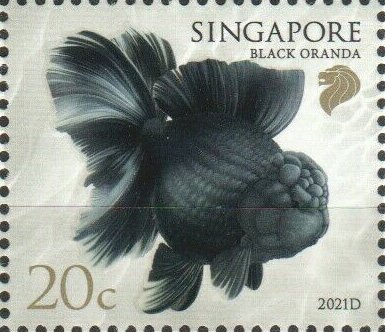 Black Oranda (2021D Imprint)