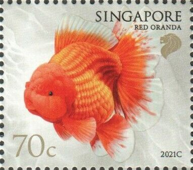 Red Oranda (2021C Imprint)