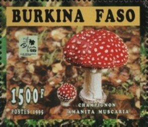 Amanita muscaria