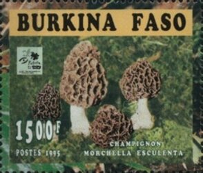Morchella esculenta