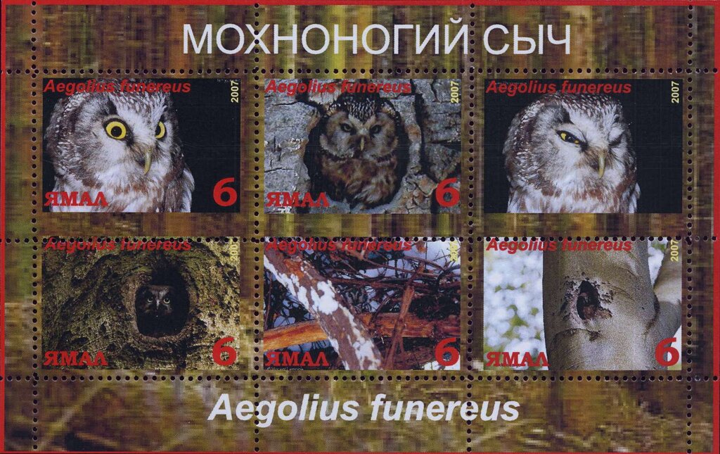 Aegolius funereus