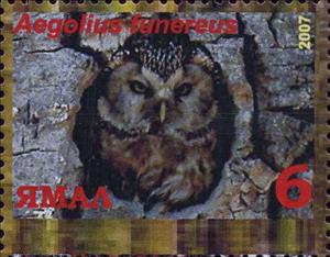 Stamp, Aegolius funereus, Cinderellas,  , Animals (Fauna), Birds, Birds of Prey, Owls