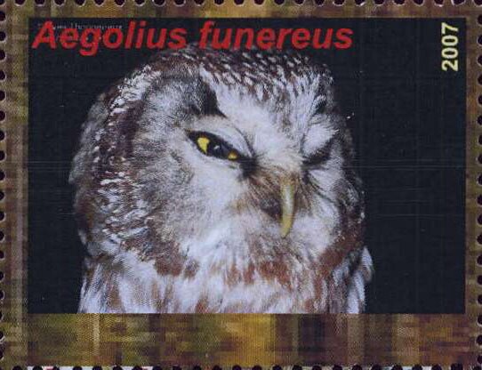 Aegolius funereus