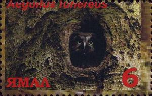 Stamp, Aegolius funereus, Cinderellas,  , Animals (Fauna), Birds, Birds of Prey, Owls