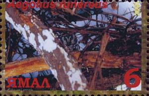 Stamp, Aegolius funereus, Cinderellas,  , Animals (Fauna), Birds, Birds of Prey, Owls