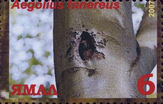 Aegolius funereus