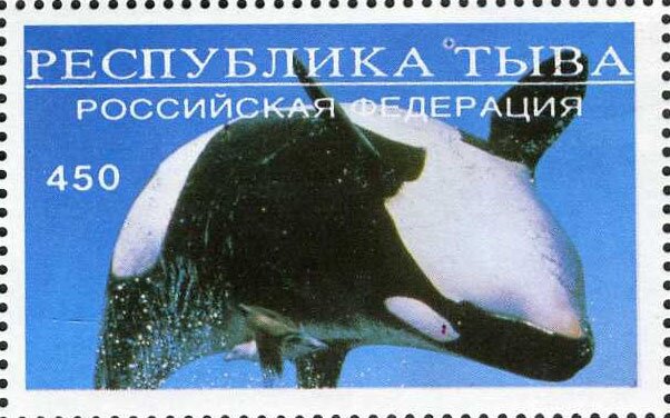 Animals Polar