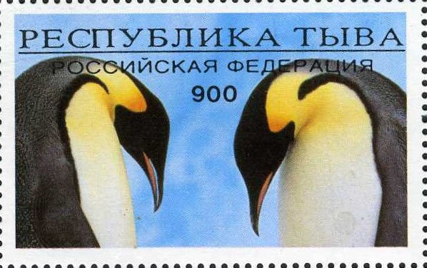 Animals Polar