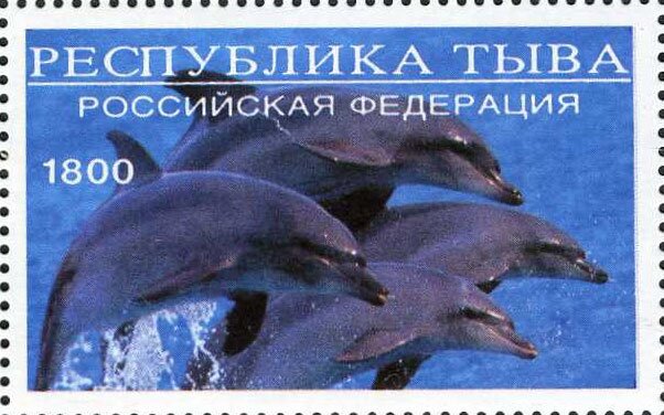 Animals Polar