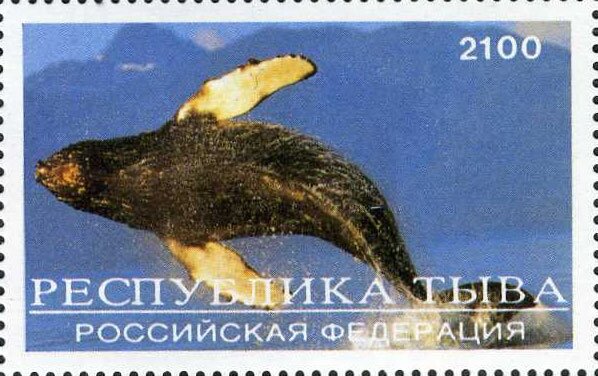 Animals Polar
