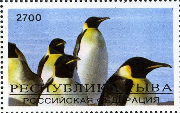 Animals Polar