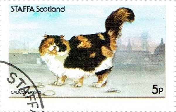 Calico Persian