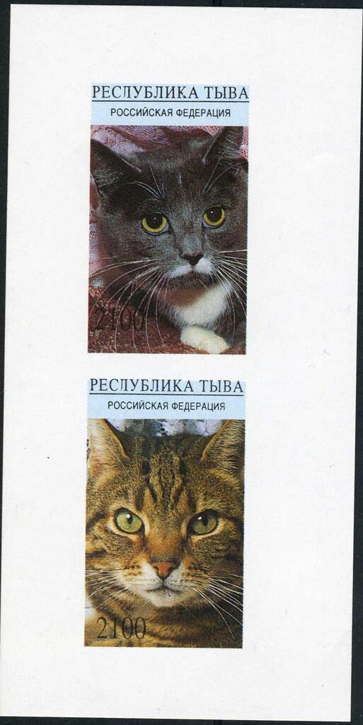 Charming Cats