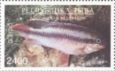 Fishes