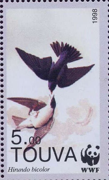 Hirundo bicolor