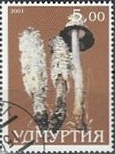 Mushroom