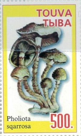 Mushroom