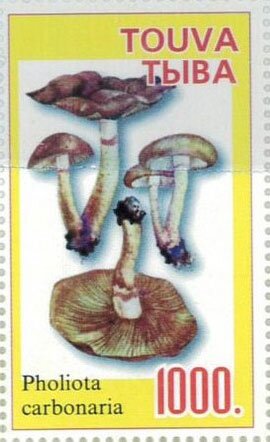 Mushroom