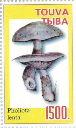 Mushroom