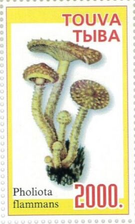 Mushroom