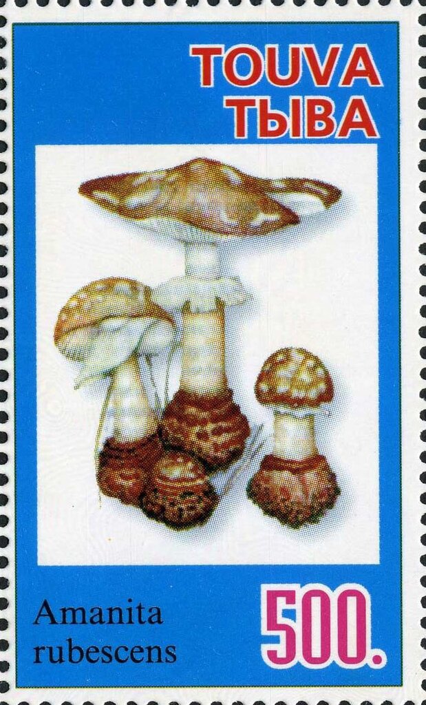 Mushroom