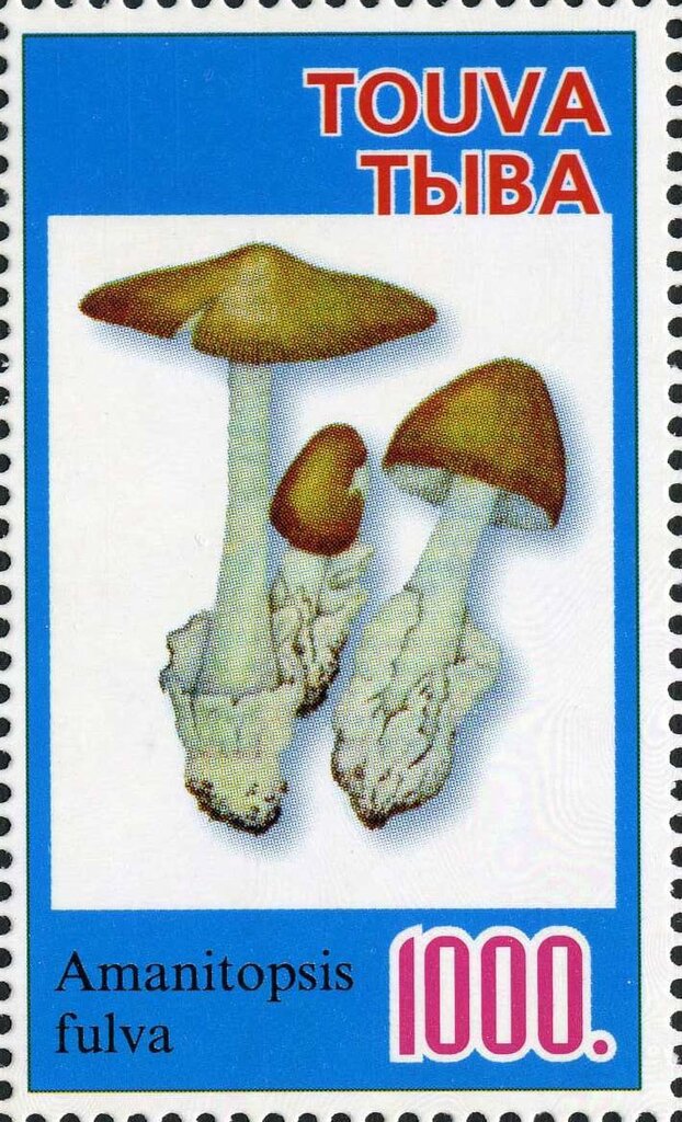 Mushroom