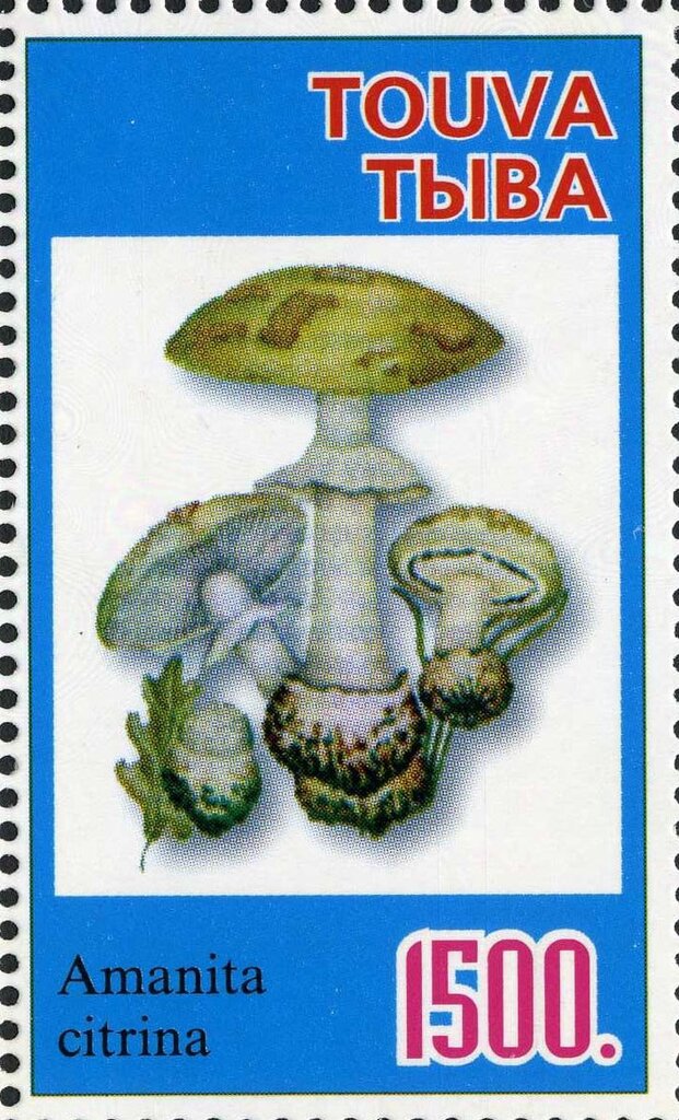 Mushroom