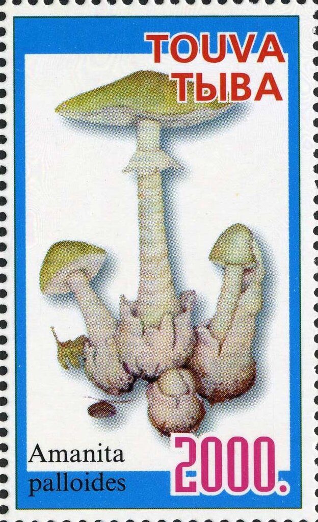 Mushroom