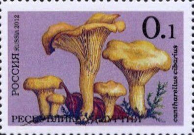 Mushrooms