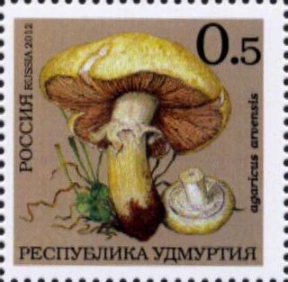 Mushrooms