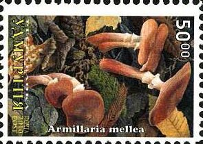 Mushrooms