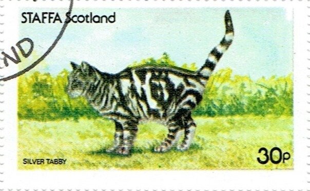 Silver Tabby
