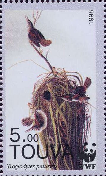 Troglodytes palustris